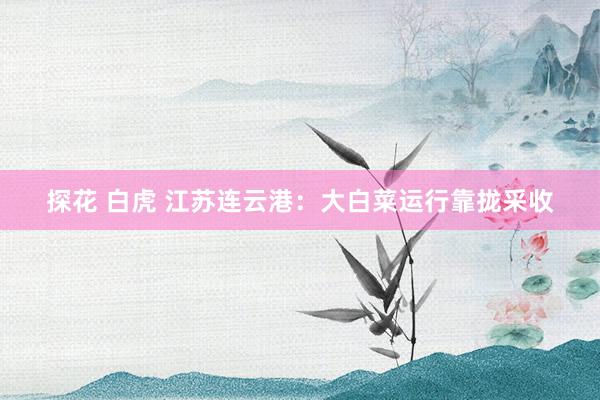 探花 白虎 江苏连云港：大白菜运行靠拢采收